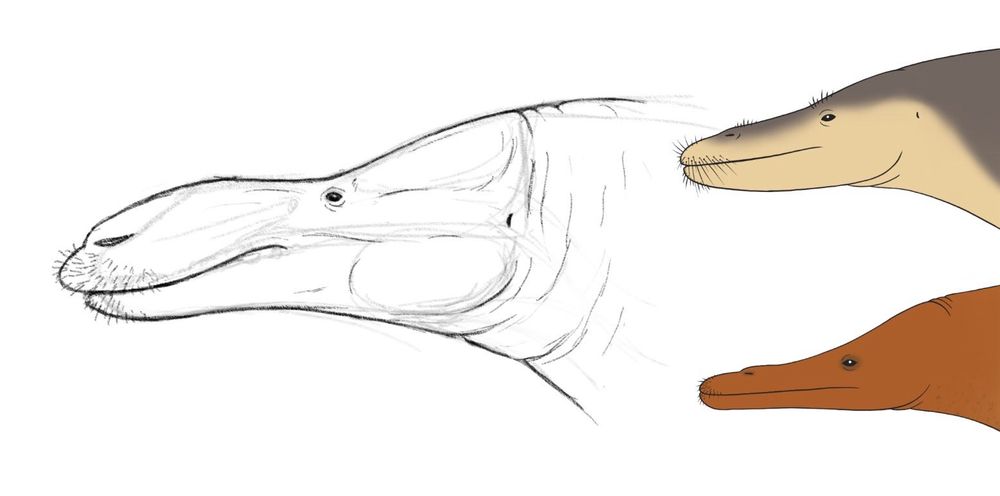 The reconstruction I settled on, taking cues from moose and camels along with my own previous drawings of other protocetids.