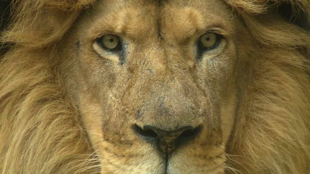 Close up of the eyes and nose of a male lion.