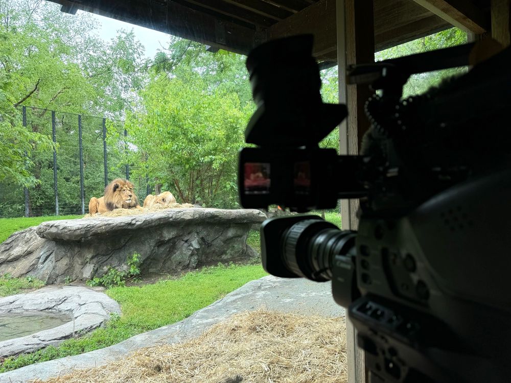A male and female lion on a rock in a zoo exhibit, with a news camera recording them in the foreground.
