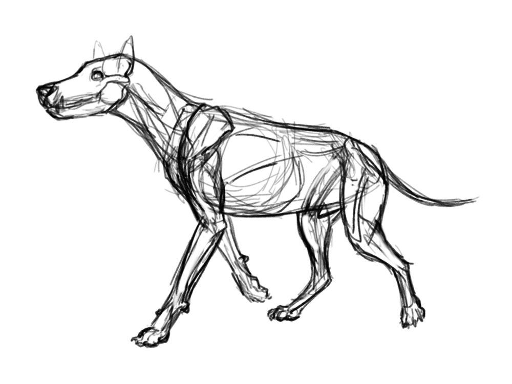 Work in progress sketch of the dire wolf (Aenocyon dirus).