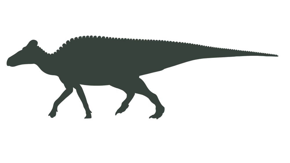Edmontosaurus regalis