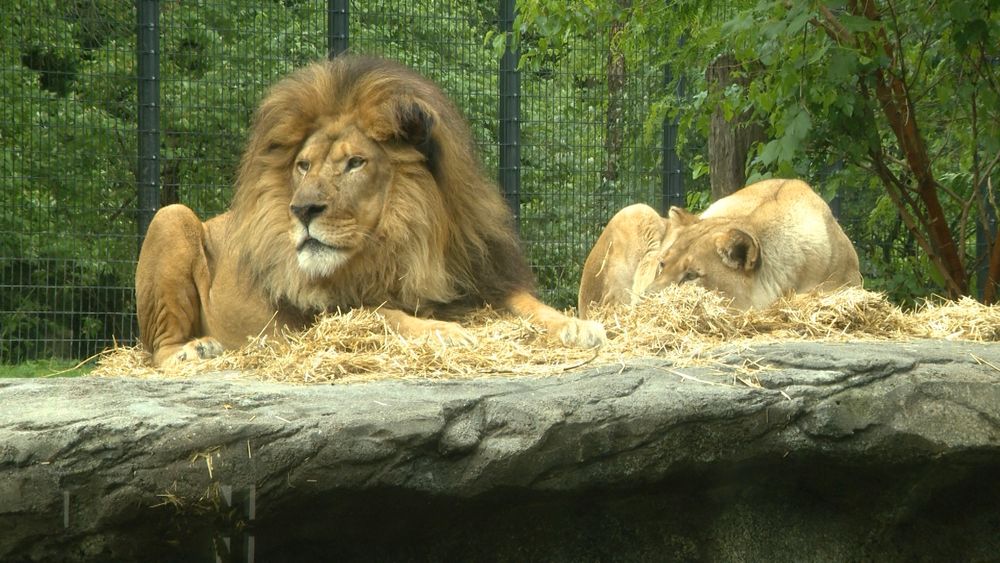 A male and female lion lounging on a rock in their exhibit at Blank Park Zoo in Des Moines, Iowa.