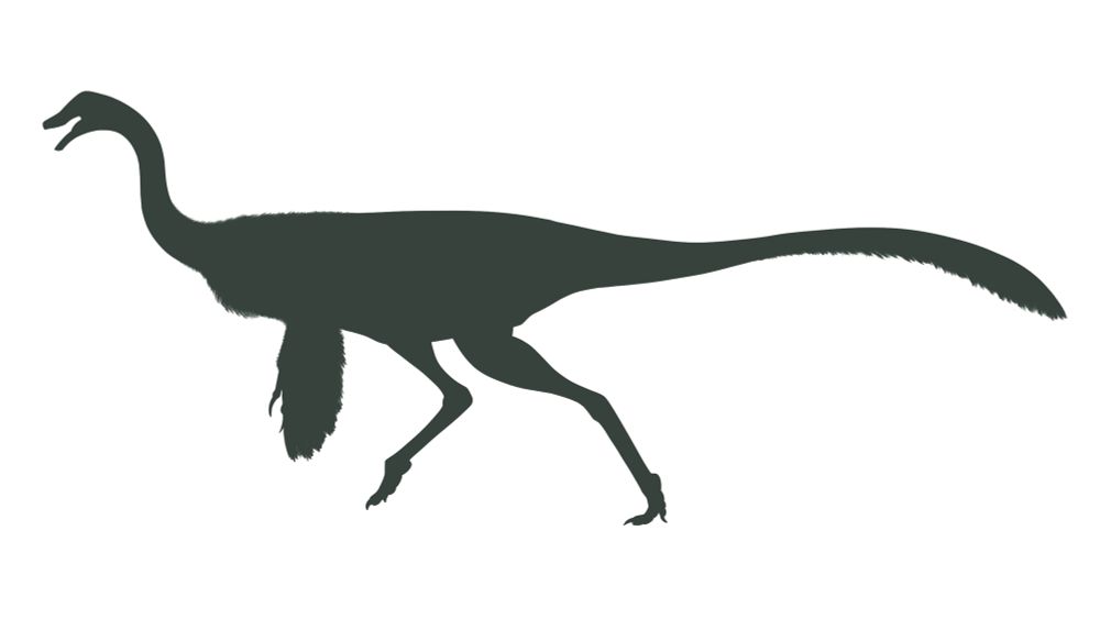 Struthiomimus altus