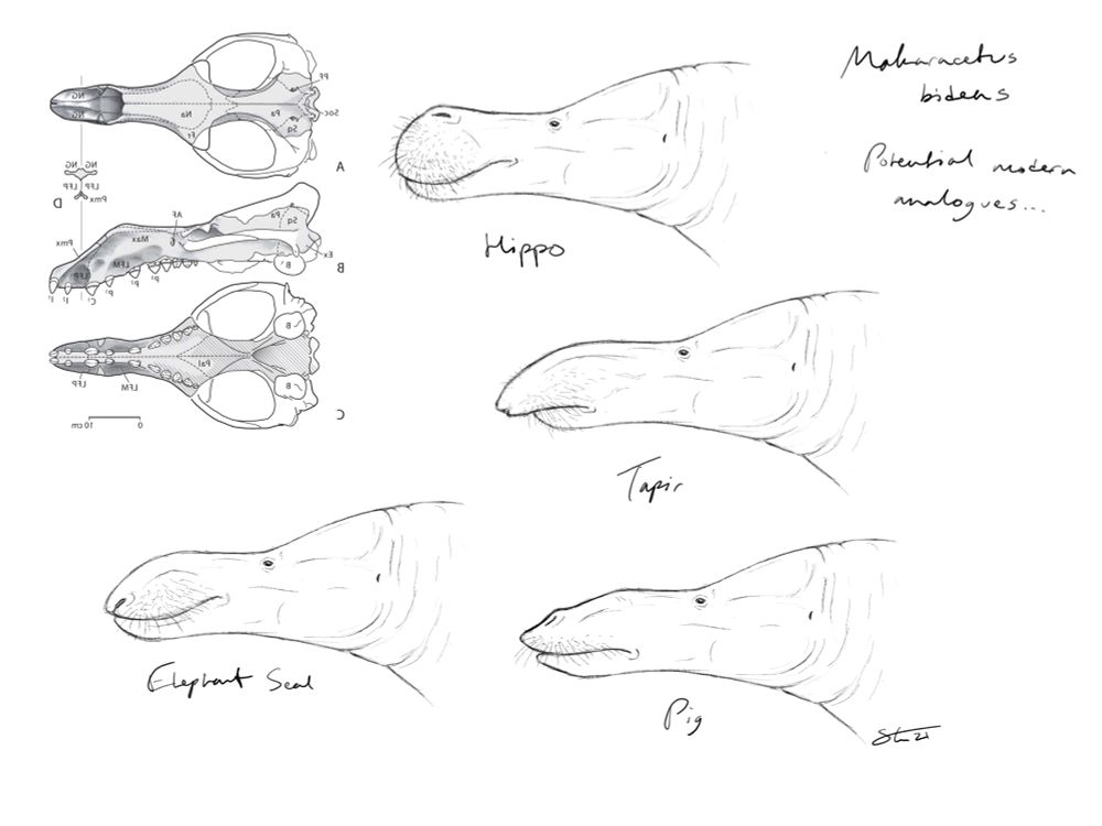 My initial sketches, transferring the anatomy of different modern animals onto the skull to see what felt plausible.