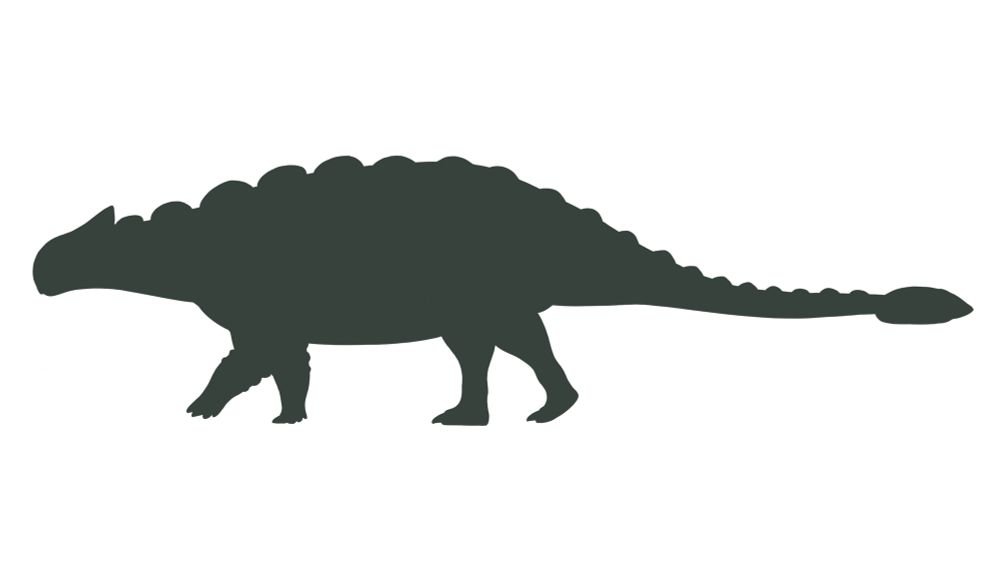 Ankylosaurus magniventris
