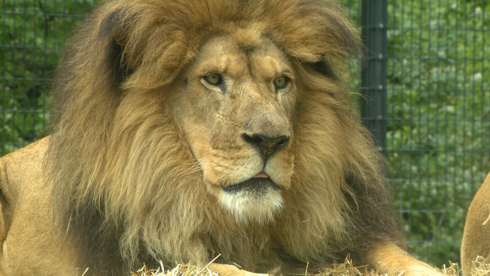 A male lion looking off in the distance.