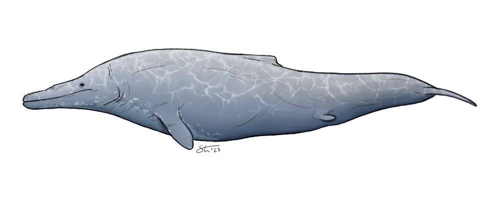 The small early whale Tutcetus.