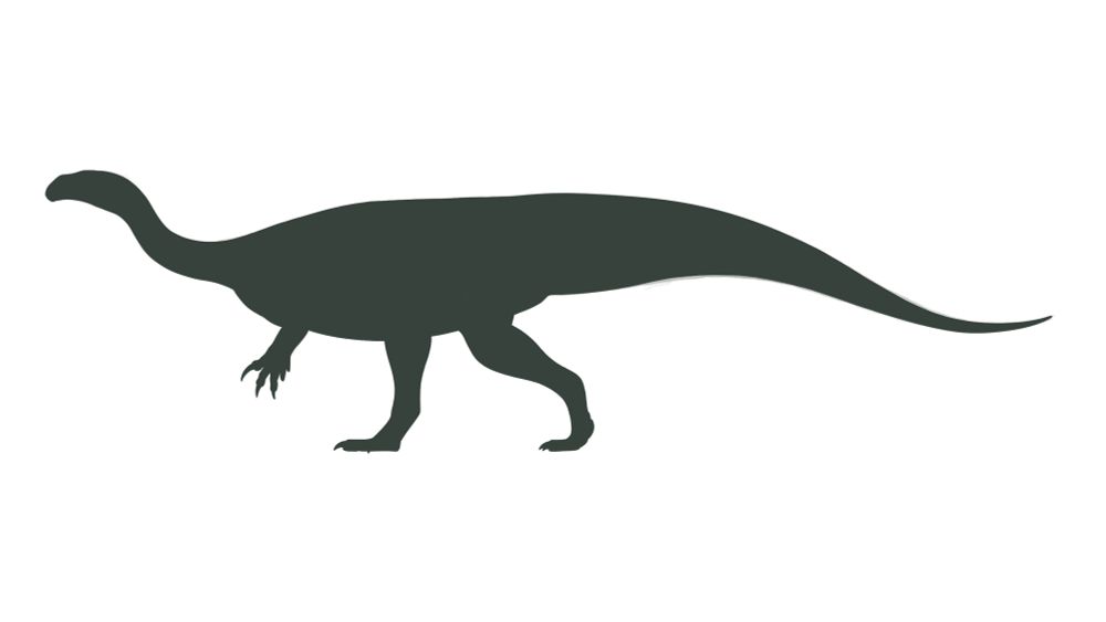 Plateosaurus trossingensis