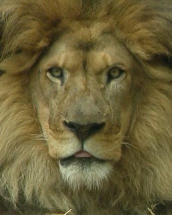Lion go blep