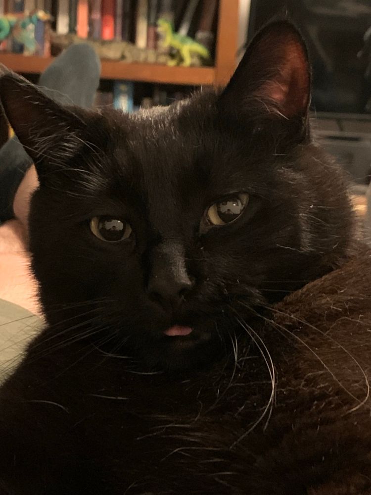 Cat go blep
