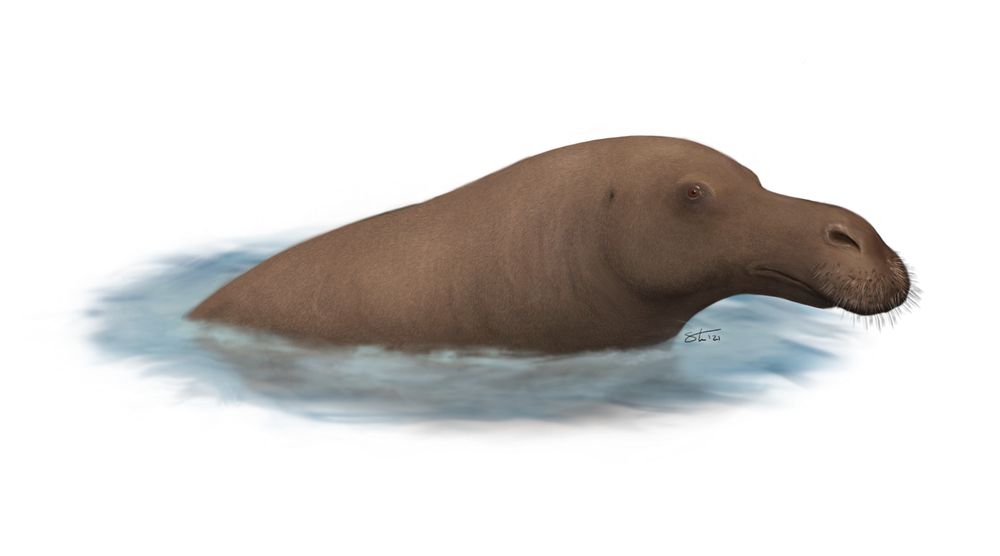 Full painting of Makaracetus based on my earlier research and design work. This actually started as a screenshot of a swimming moose from Planet Zoo, which I warped and painted over in Procreate.