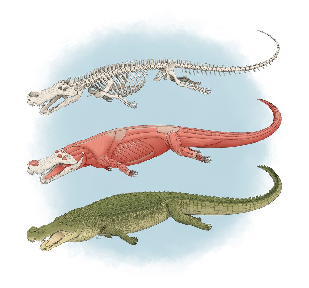 Skeletal, muscular, and life reconstructions of Deinosuchus riograndensis.