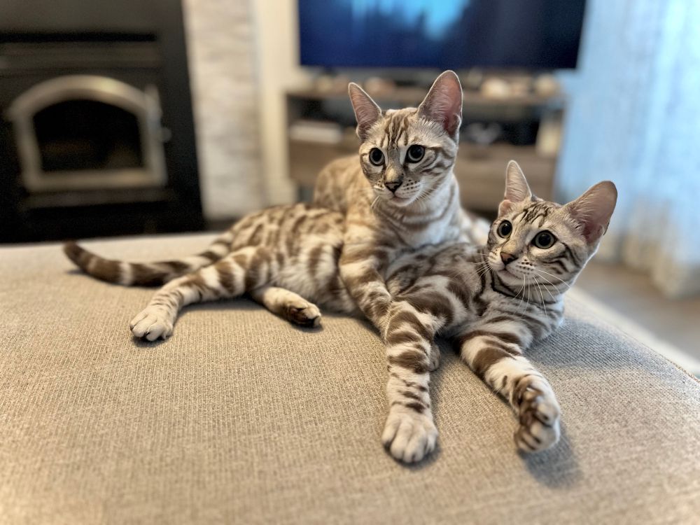 Snow bengal cats cuddling 