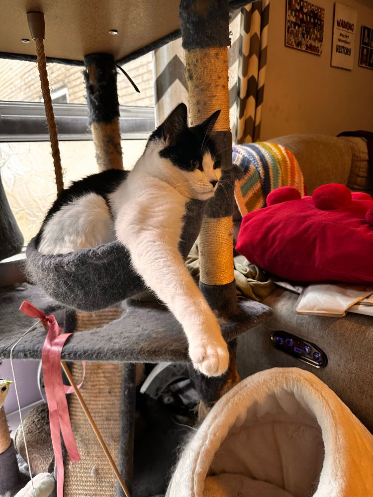A black and white cat with a long white leg stretched out. 