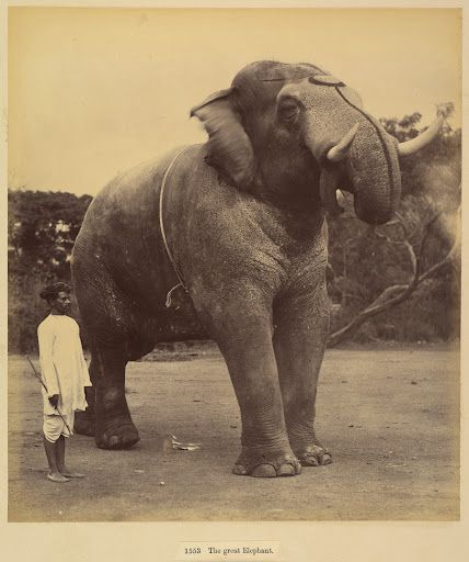 Title: The Great Elephant

Artist: Lala Deen Dayal (Indian, Sardhana 1844–1905)

Date: 1885–1900