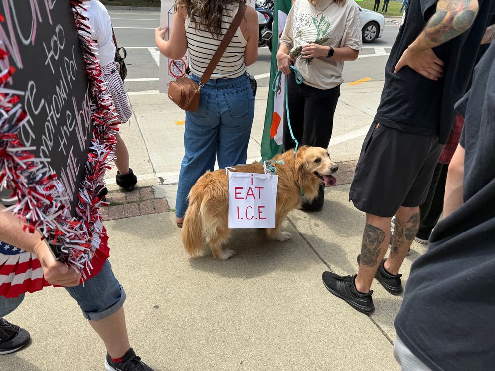 A golden retriever with a hat that says I eat ice