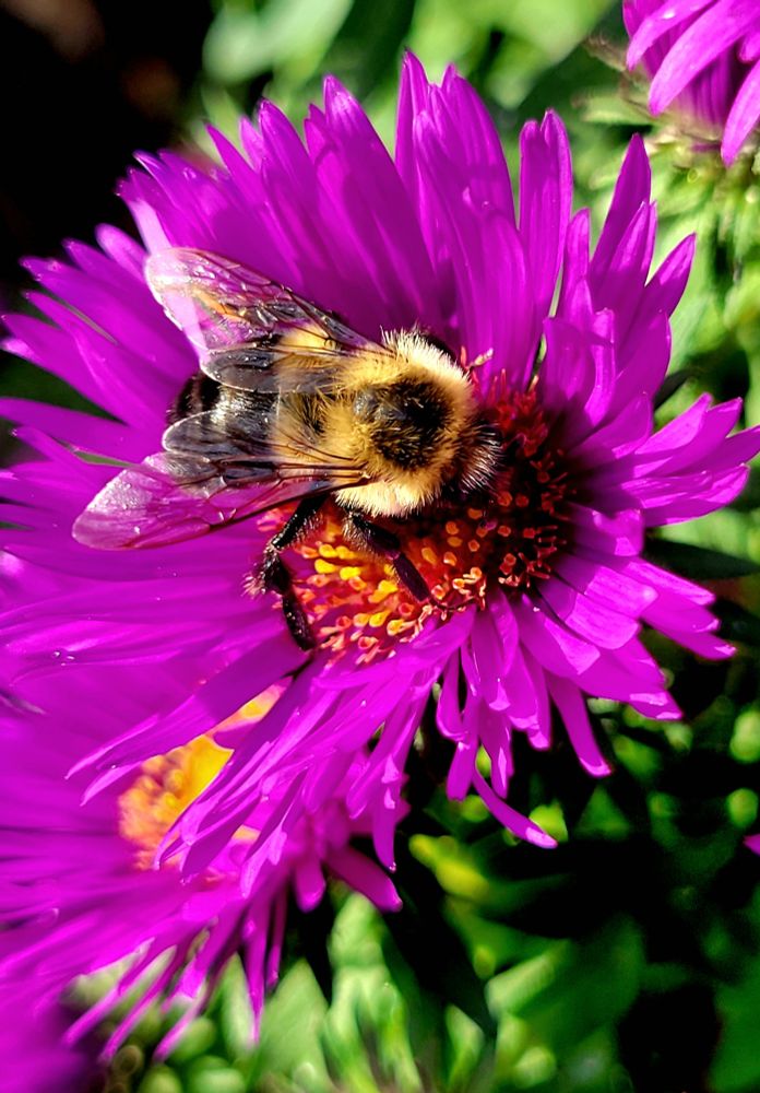 Bumblebee on a purple aster flower