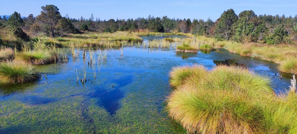 Excursions to rewetted peatland research sites at the end of the conference!