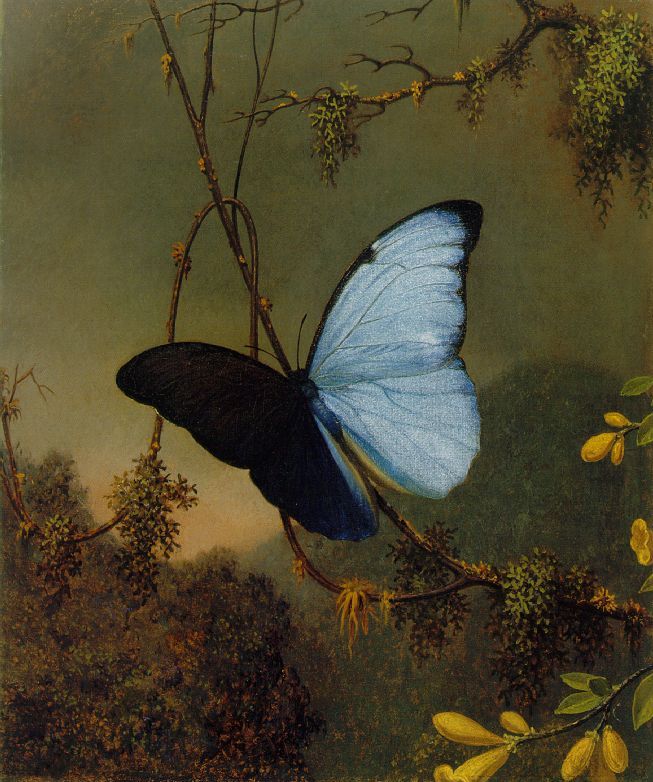 Une peinture représentant un papillon bleu réalisée par Martin Johnson Heade.

Source de l'image : https://commons.wikimedia.org/wiki/File:Martin_Johnson_Heade_-Blue_Morpho_Butterfly_ATC.jpg ; https://upload.wikimedia.org/wikipedia/commons/0/0d/Martin_Johnson_Heade_-Blue_Morpho_Butterfly_ATC.jpg ; Martin Johnson Heade, Public domain, via Wikimedia Commons ; <a title="Martin Johnson Heade, Public domain, via Wikimedia Commons" href="https://commons.wikimedia.org/wiki/File:Martin_Johnson_Heade_-Blue_Morpho_Butterfly_ATC.jpg"><img width="256" alt="Martin Johnson Heade -Blue Morpho Butterfly ATC" src="https://upload.wikimedia.org/wikipedia/commons/thumb/0/0d/Martin_Johnson_Heade_-Blue_Morpho_Butterfly_ATC.jpg/256px-Martin_Johnson_Heade_-Blue_Morpho_Butterfly_ATC.jpg?20080309234602"></a>