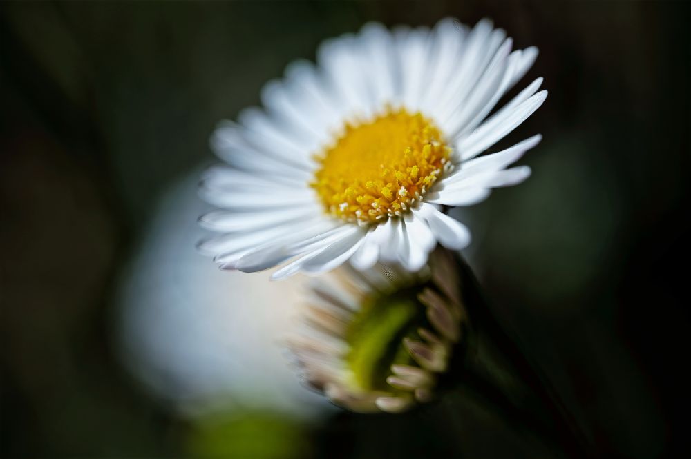 Photo of a small daisy