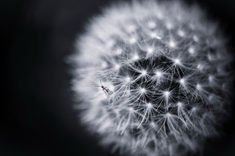 Photo of a small bug on a dandelion - greyscale