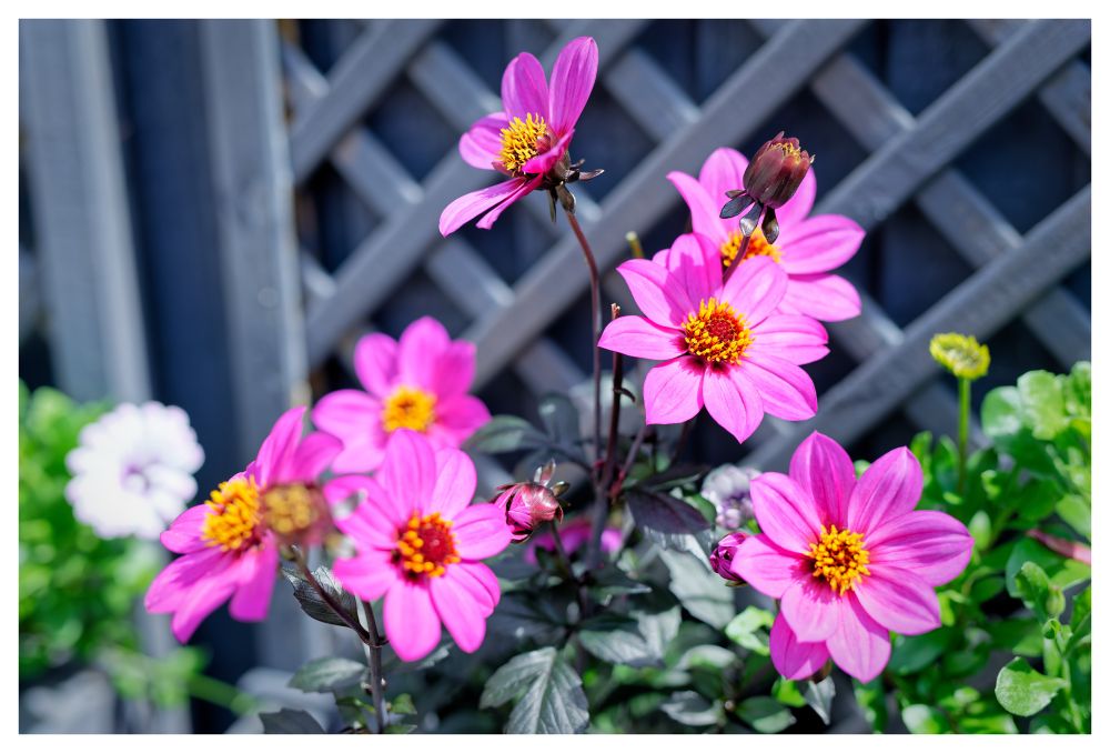 Pink flowers