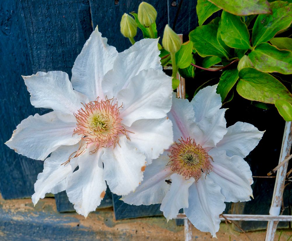 Clematis and fly