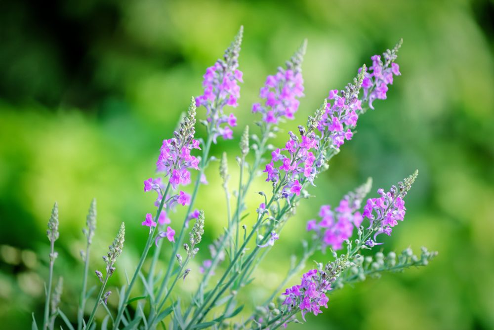 Pink wild flowers in the garden