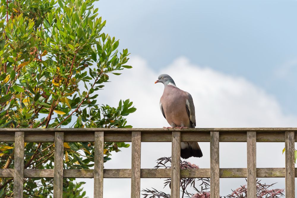 Pigeon sitting on a fence