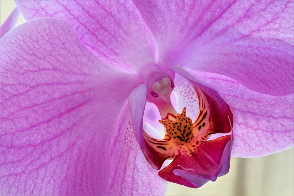 Orchid, close up