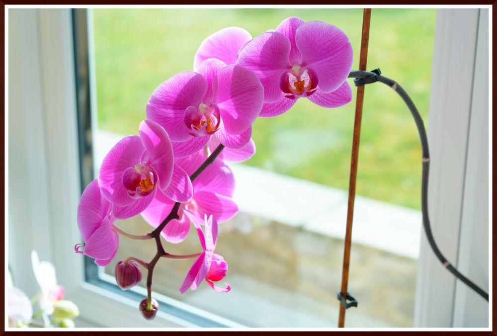 Pink orchid on the windowsill