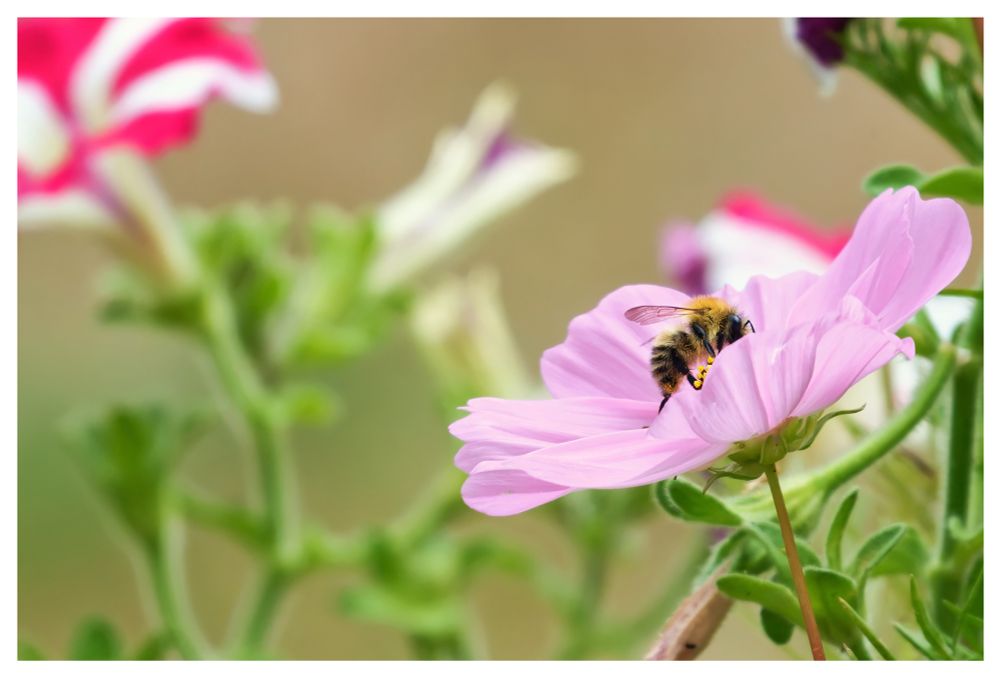 Bee covered in pollen on a pink flower