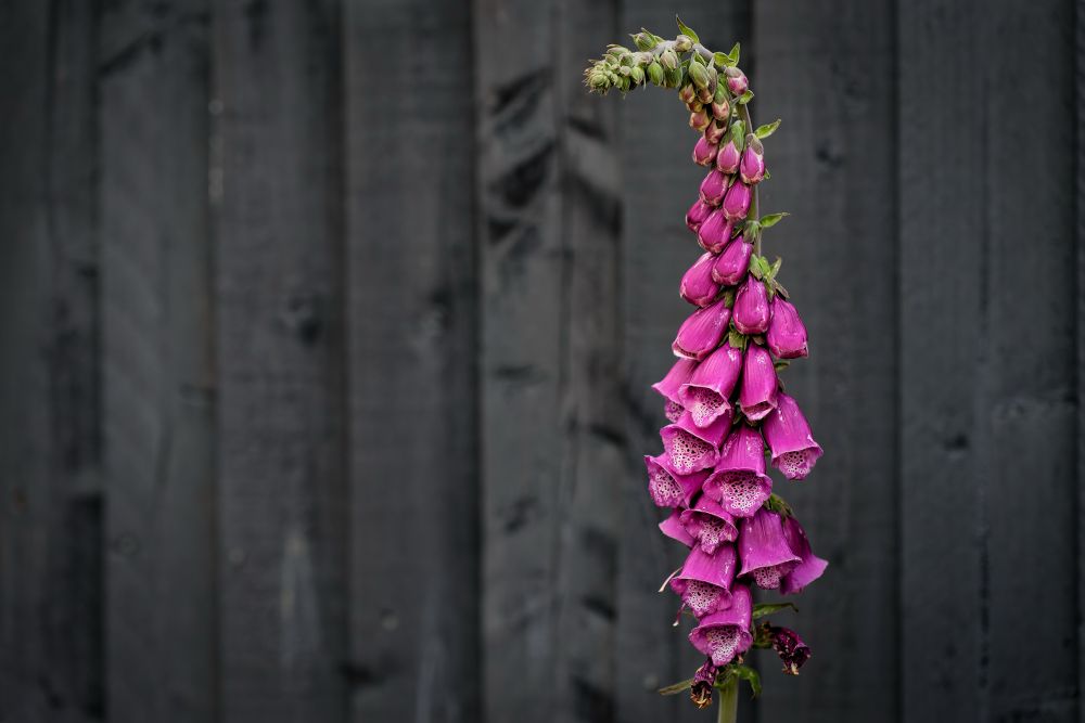 Pink flowers against a dark fence
