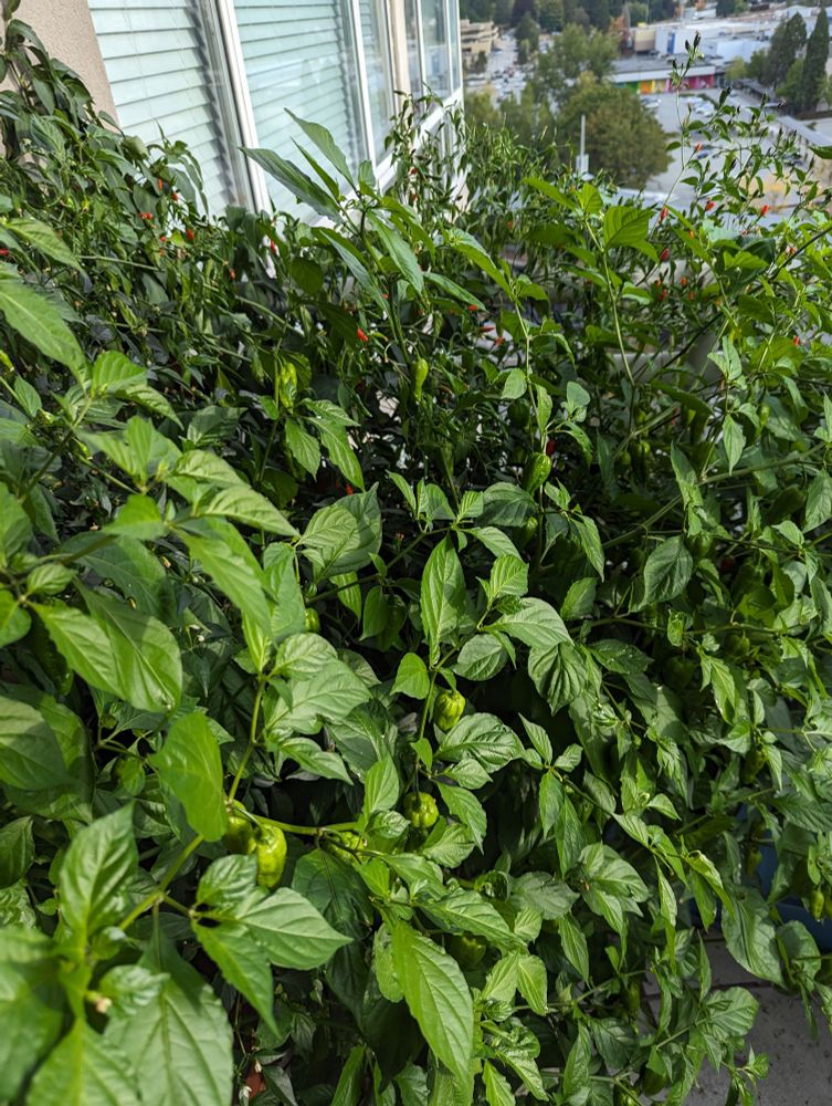 A lush green jungle of various hot pepper plants on a balcony. Small green unripened peppers are visible on some of the plants. Further back in the dense foliage smaller ripe red pequin peppers point upward rather than dangling down from the plant.