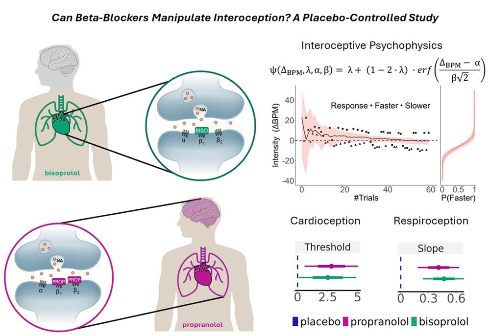 A graphical abstract titled "Can Beta-Blockers Manipulate Interoception? A Placebo-Controlled Study." The image illustrates how bisoprolol and propranolol affect interoception. On the left, a green figure represents bisoprolol, showing a zoomed-in synapse where it selectively blocks β1 receptors. On the right, a purple figure represents propranolol, blocking both β1 and β2 receptors, affecting both brain and body. A psychophysics graph models interoceptive responses, showing response intensity over trials. Below, line plots compare placebo, propranolol, and bisoprolol effects on interoception—cardioception (threshold) and respiroception (slope)—indicating drug effects on bodily awareness.
