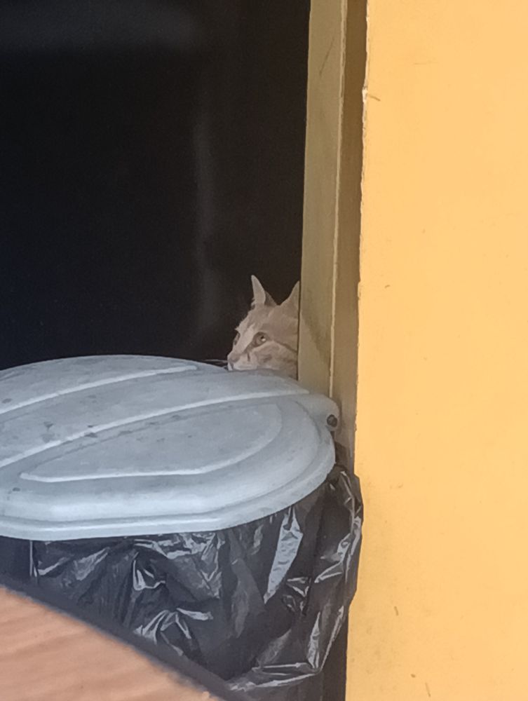 A picture of a wall and a trash can, with a cat's head barely visible behind both.