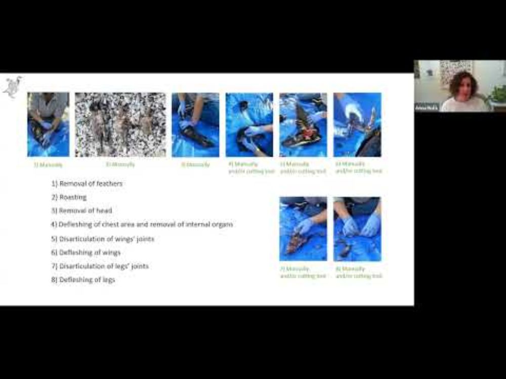 LEXA Seminar: The role of birds in archaeological contexts