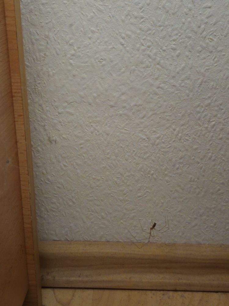 Hausspinne, die in der Luft hängt vor einer Raufasertapete, Laminatboden und einer Leiste, links der Bettkasten.