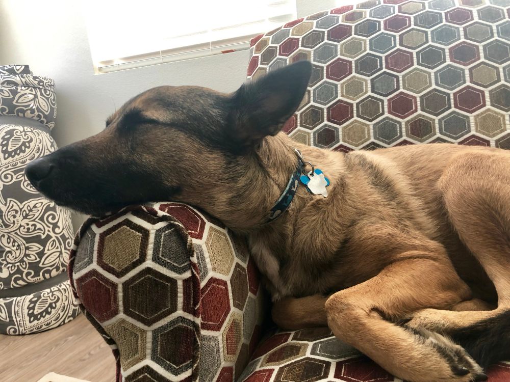 낮잠을 자는 멍멍이