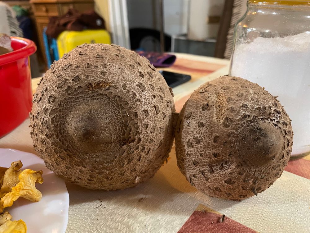 Two parasol mushrooms (macrolepiota procera) on a table, their tops facing the camera so they look like two nipples/breasts of differing sizes. 