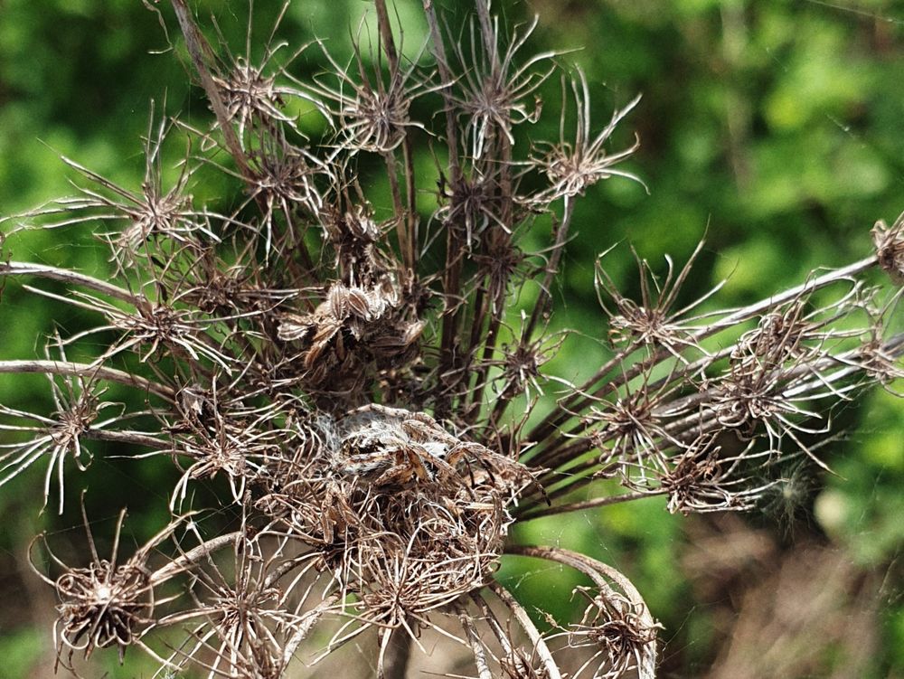 Agalenatea redii hidding within the inflorescence of a dead Umbellifer (Apiaceae).