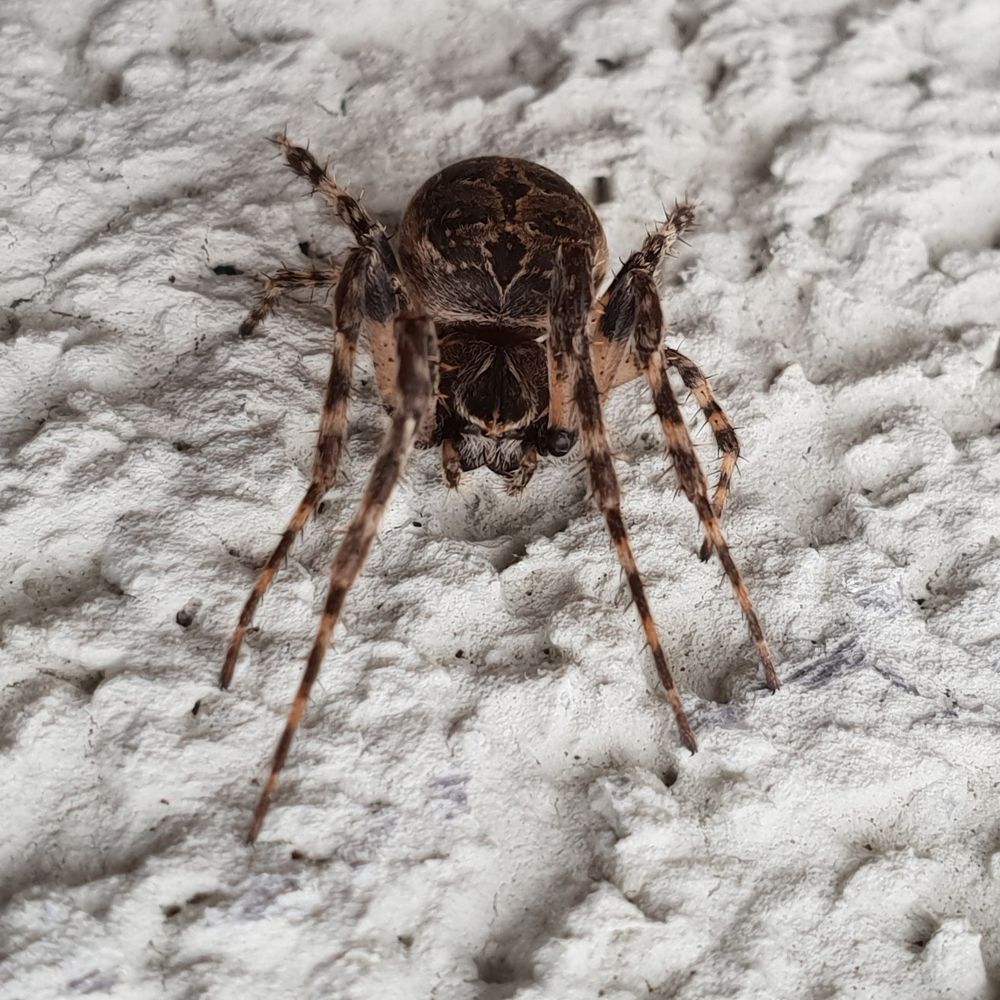 A more frontal view of the same spider.