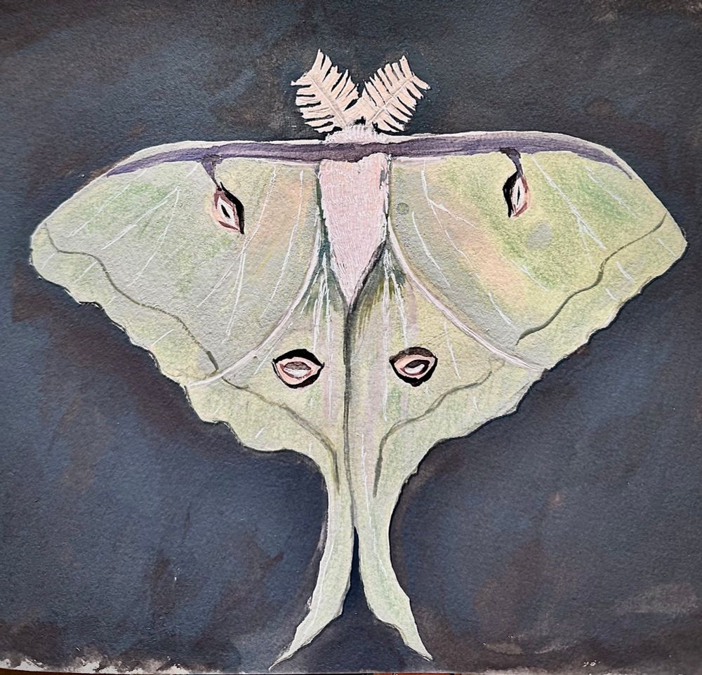 Watercolor painting of a Luna moth in a watercolor sketchbook.