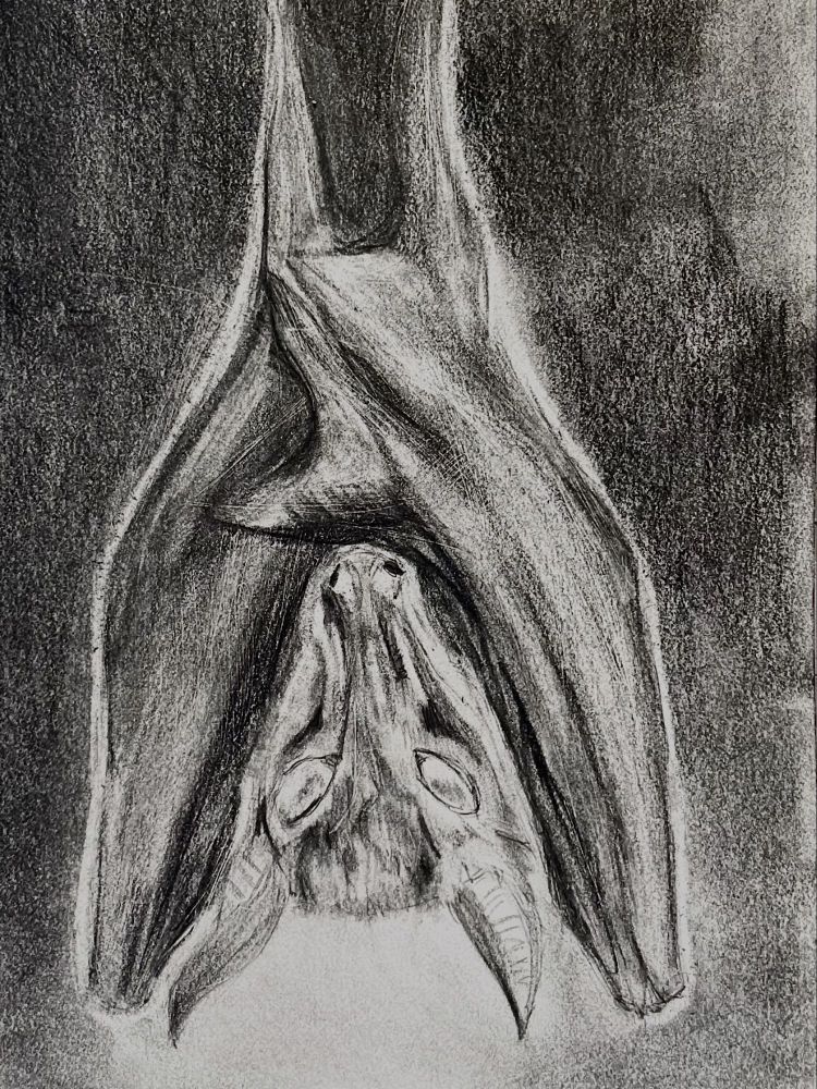 Graphite, pencil, drawing of a bat hanging upside down in a sketchbook. 