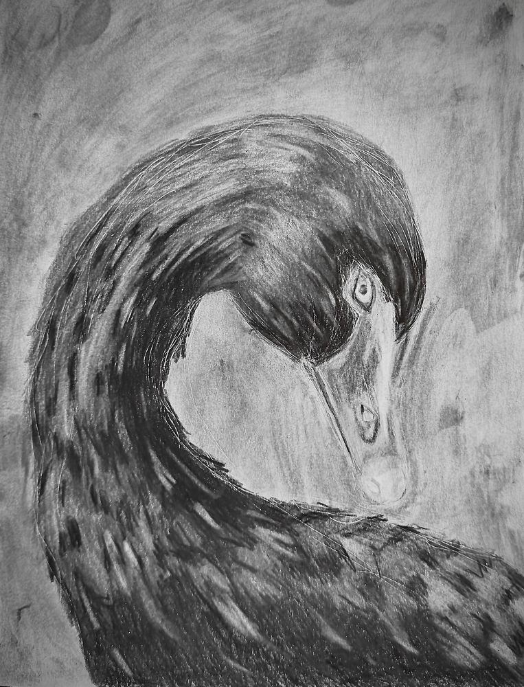Black Swan drawing in pencil in a sketchbook. 
