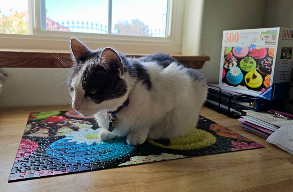 Same cat, same puzzle, but now the puzzle is finished, and the cat is facing a different direction. 