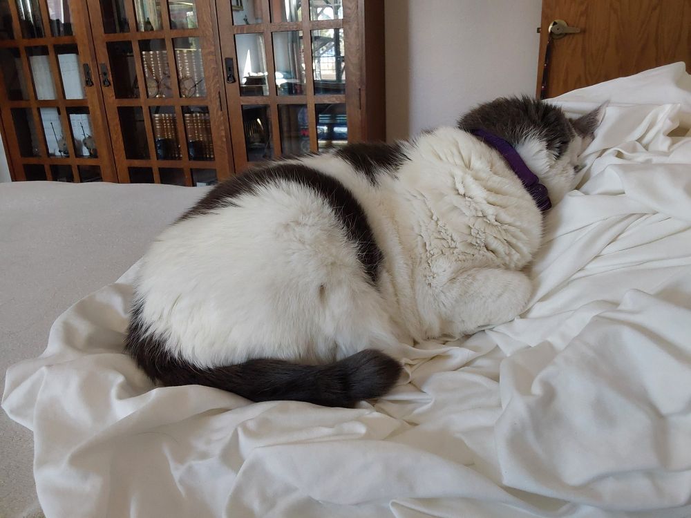 Missy, a white and gray cat, sitting in a loaf on top of a pile of clean sheets. Her face is burrowed into the pile. Hopefully she's not drooling.