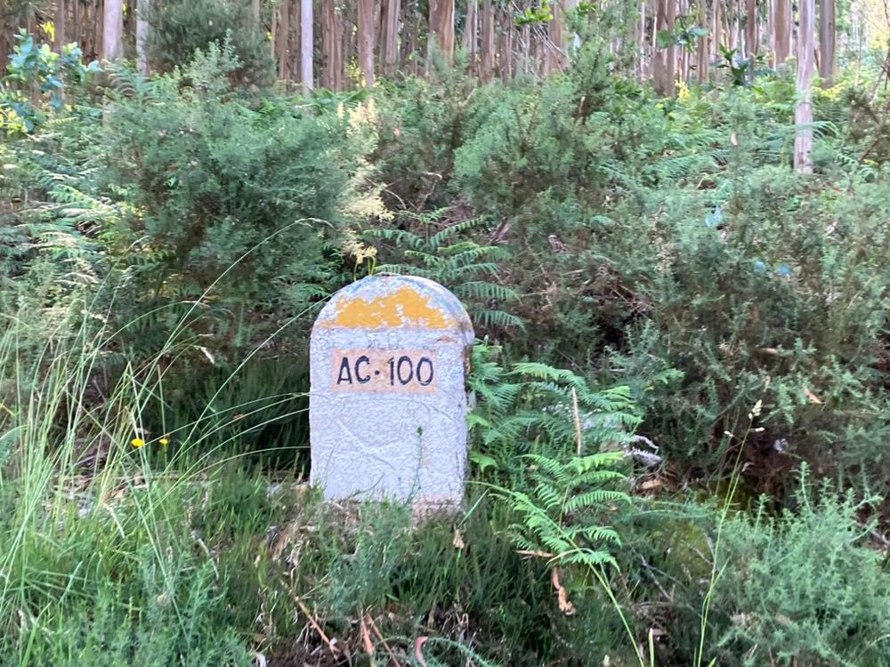 Foto de un hito kilométrico de la AC-100 en medio de los helechos. Aún queda algo del amarillo de la cabeza, el identificador de la carretera ha sido repintado pero ya no se ve el punto kilométrico