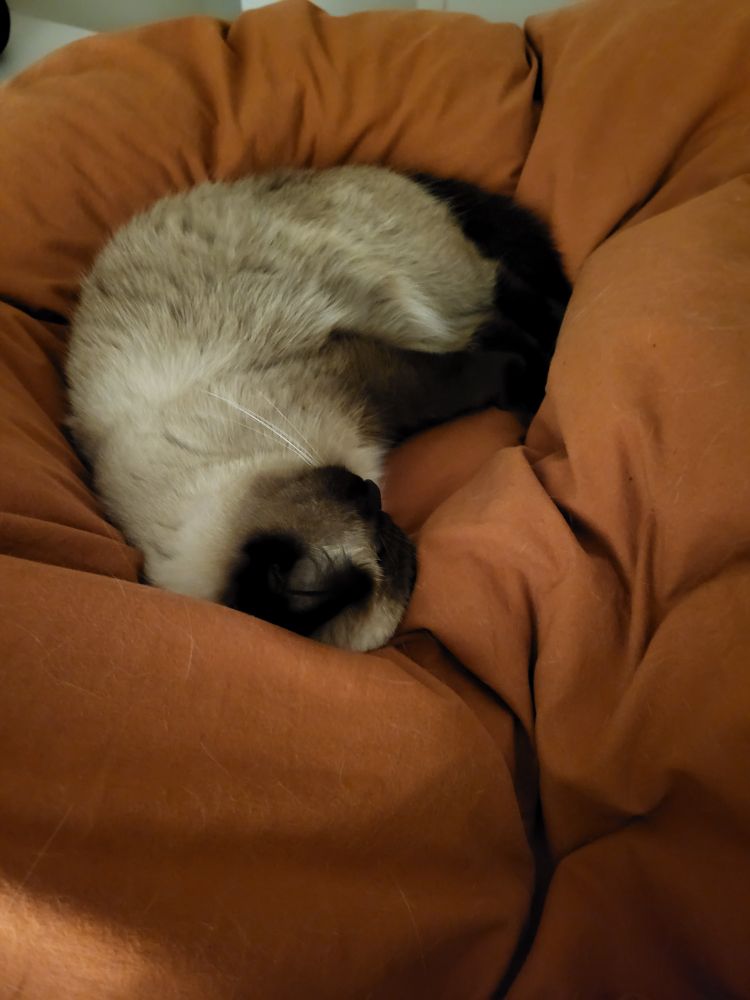 A chocolate point ragdoll mix cat curled up in a heart shape on an orange comforter 