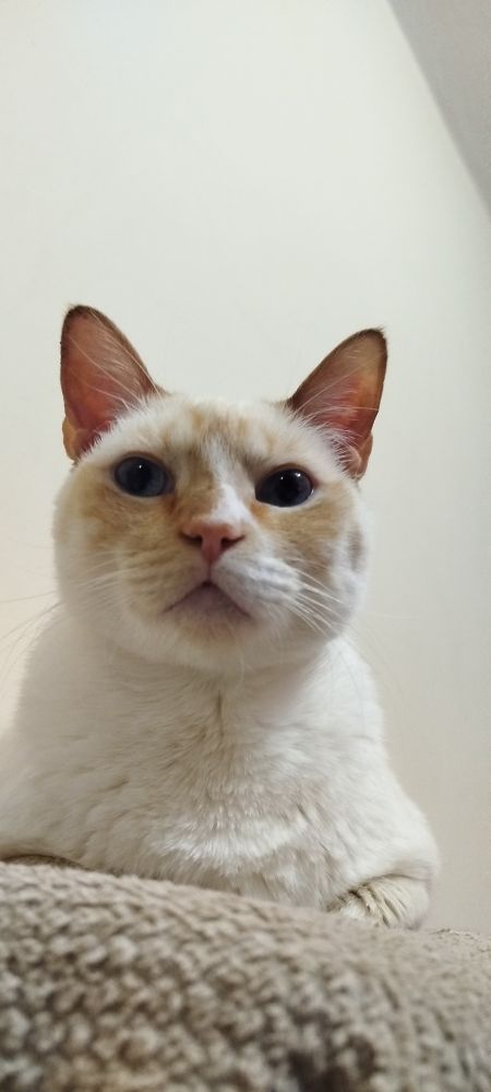 Gato da raça redpoint, branco com tons de amarelo, olhando para a câmera com expressão séria.